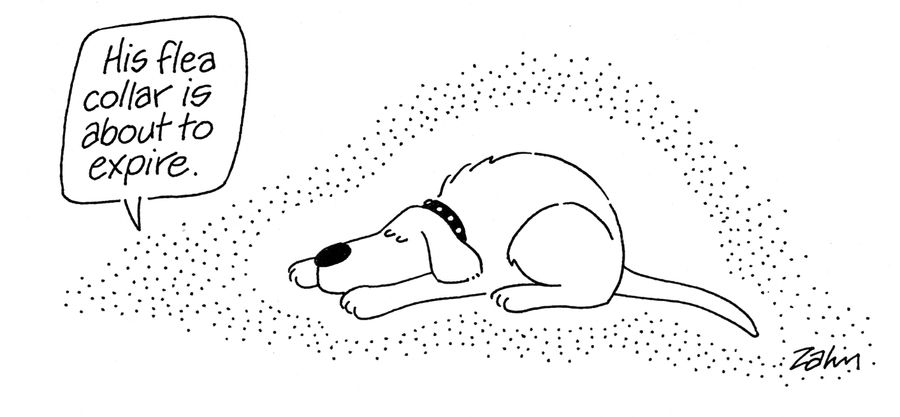 'His flea collar is about to expire.'