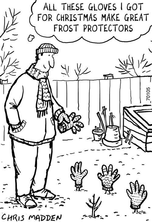 'All these gloves I got for Christmas make great frost protectors.'