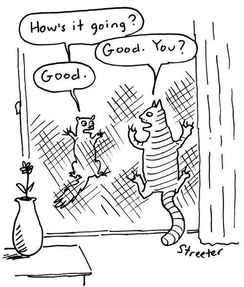 Cat and Squirrel on Screen Door.