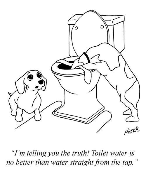 'I'm telling you the truth! Toilet water is no better than water straight from the tap.'