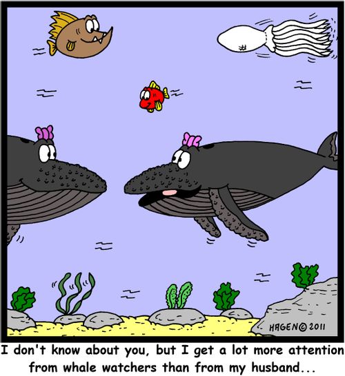 'I don't know about you, but I get a lot more attention from whale watchers than from my husband...'