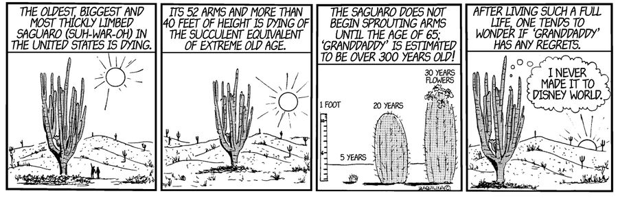Saguaro Cacti.