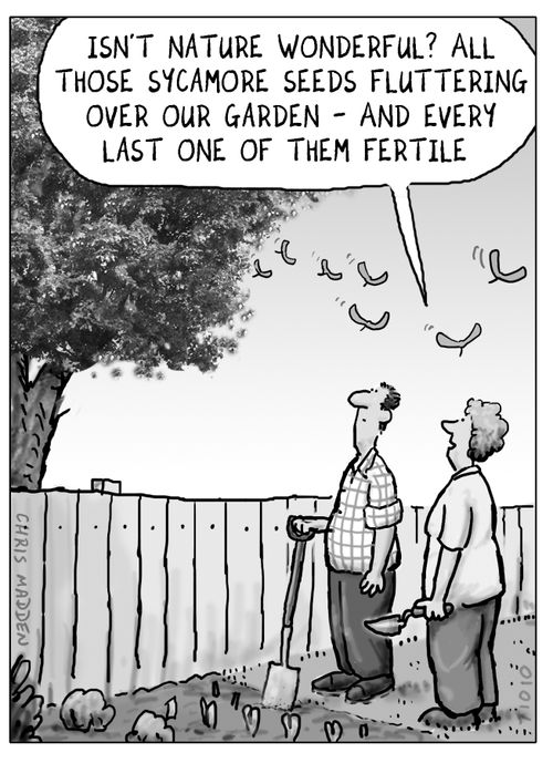 'Isn't nature wonderful? All those sycamore seeds fluttering over our garden - and every last one of them fertile.'
