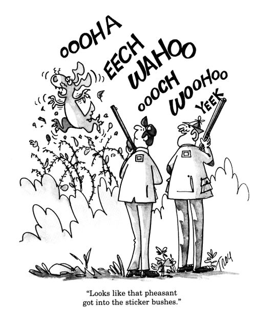 'Looks like that pheasant got into the sticker bushes.'
