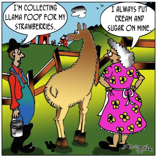 'I'm collecting llama poop for my strawberries.' 'I always put cream and sugar on mine.'