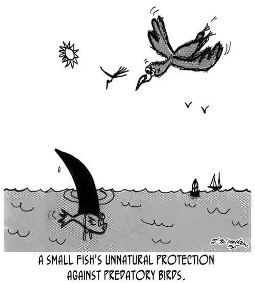 A small fish's unnatural protection against predatory birds.