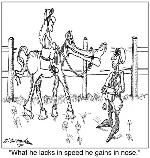 'What he lacks in speed he gains in nose.'