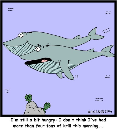 'I'm still a bit hungry: I don't think I've had more than four tons of krill this morning...'