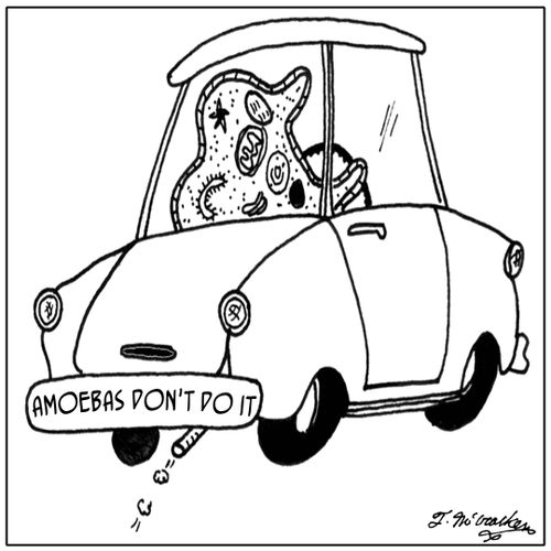 Amoebas don't do it