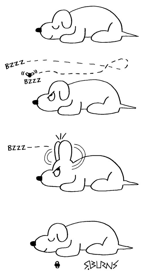 Dog swatting fly with ears.