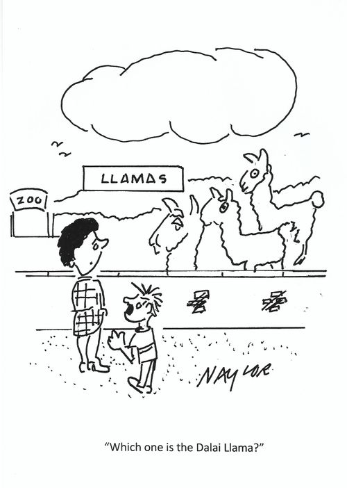 llama