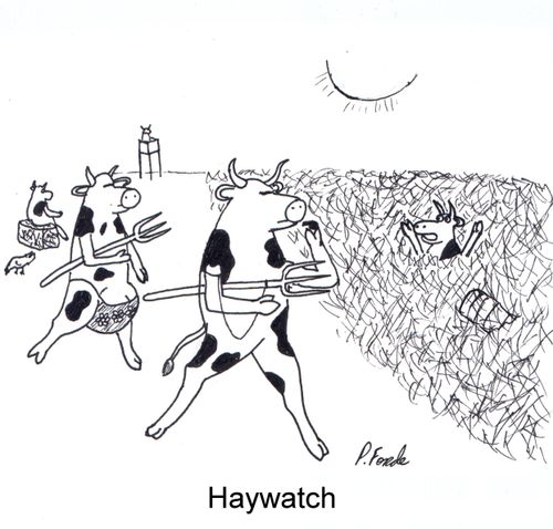 Haywatch