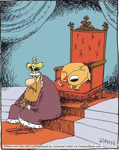 Dog steals the throne.