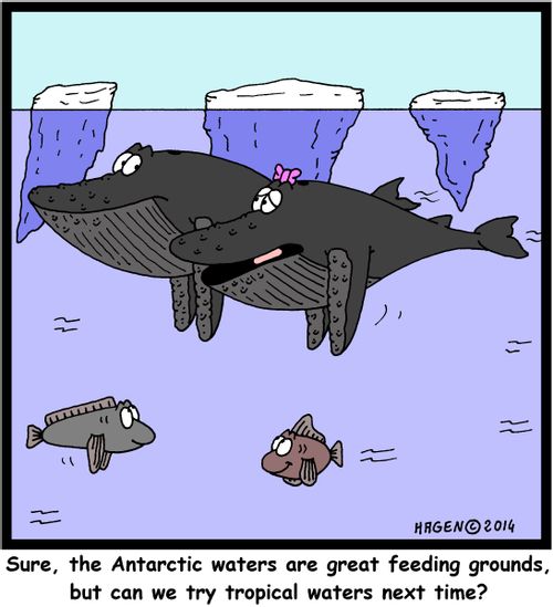 "Sure, the Antarctic waters are great feeding grounds, but can we try tropical waters next time?"