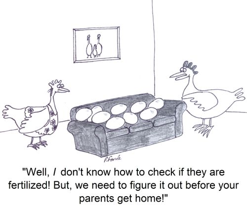 'Well, I don't know how to check if they are fertilized! But, we need to figure it out before your parents get home!'