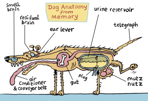 Dog Anatomy from Memory.