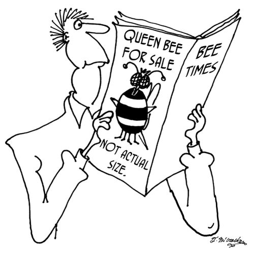 'Queen Bee for Sale. Not Actual Size.'