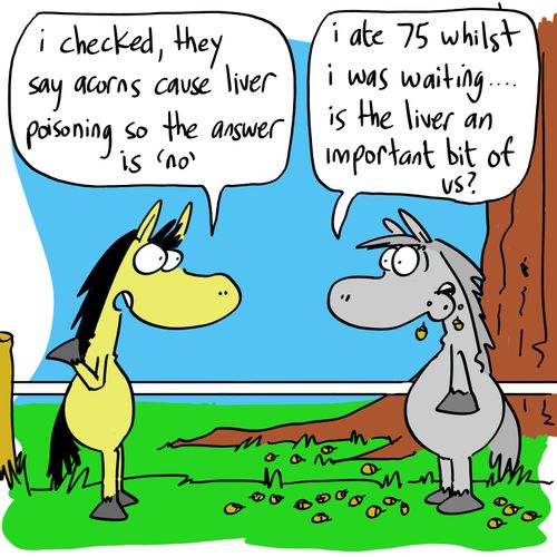 'I checked, they say acorns cause liver poisoning so the answer is 'no'.'