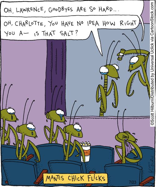 Mantis chick flicks