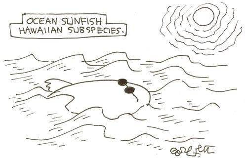 Ocean unfish...Hawaiian subspecies.