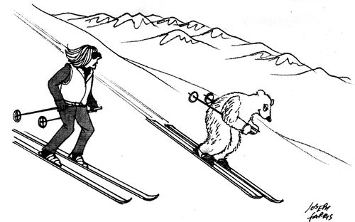 Polar Bear on Skis