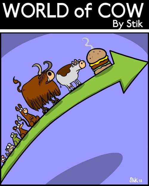 Evolution of the Cow