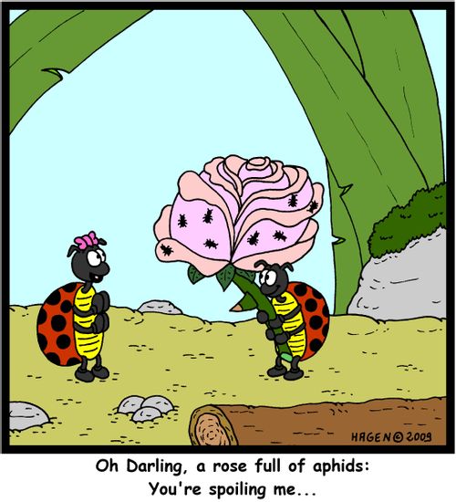 'Oh Darling, a rose full of aphids: You're spoiling me...'