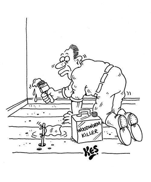 Woodworm surrenders with a white flag, as man treats floorboards with woodworm killer.