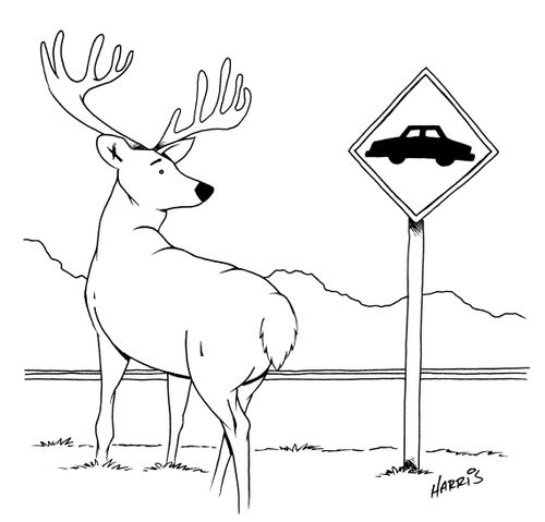 Deer waiting at car crossing sign.