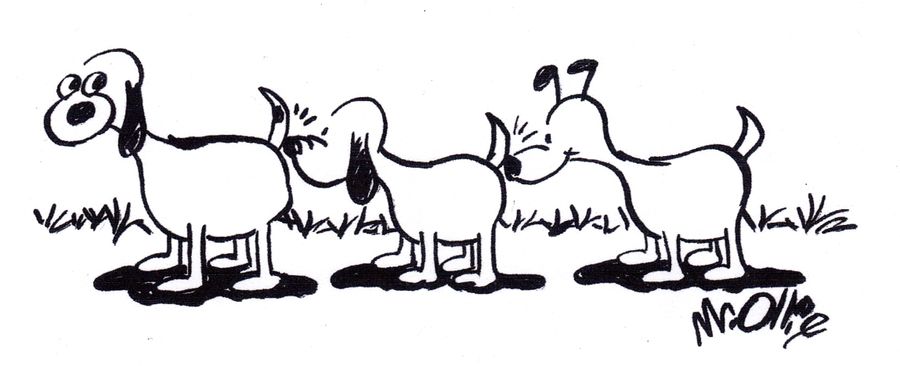 Dogs sniffy each other.
