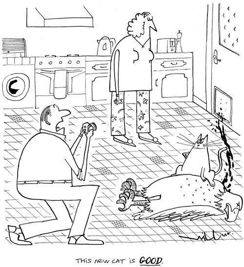'This new cat is good.'