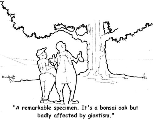 'A remarkable specimen. It's a bonsai oak but badly affected by giantism.'