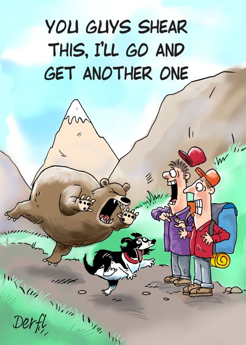 'You guys shear this, I'll go and get another one!'