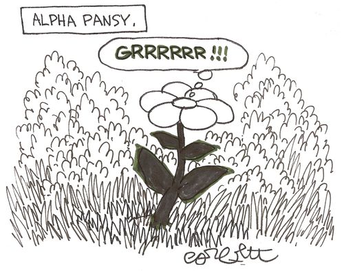 Alpha pansy; 'GRRRRRR!!!'