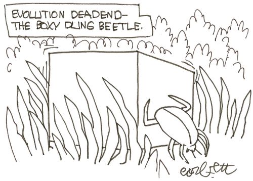 Evolution deadend- the boxy dung beetle.
