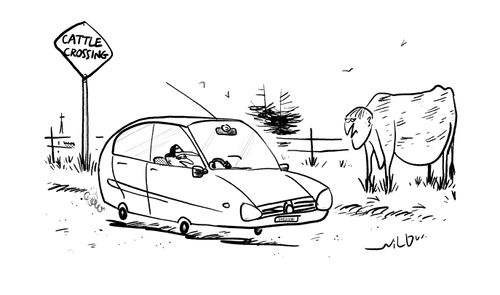 Cattle crossing.