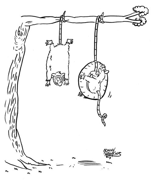 One possum swinging from tree with tail sees other possum in tire swing with tail
