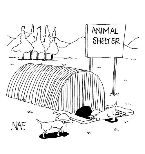 'Animal shelter'
