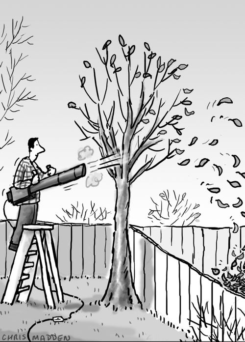A gardener blowing autumn leaves off a tree - into a neighbour's garden.