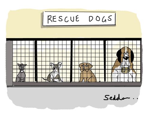 Rescue Dogs