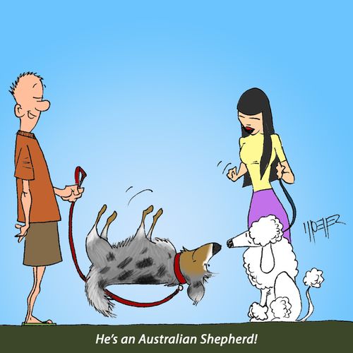 "He's an Australian Shepherd!"