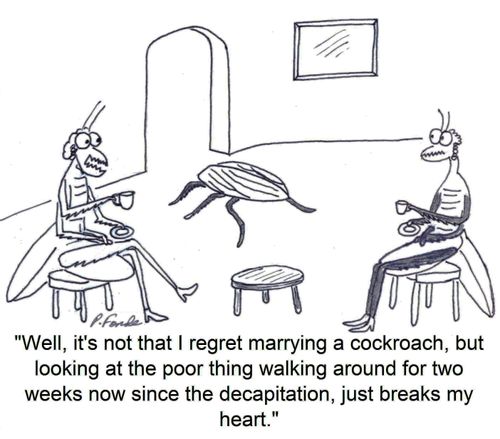 'Well, it's not that I regret marrying a cockroach, but looking at the poor thing walking around for two weeks now since the decapitation, just breaks my heart.'