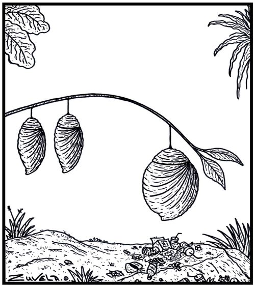 A Cocoon fat from Junk food.