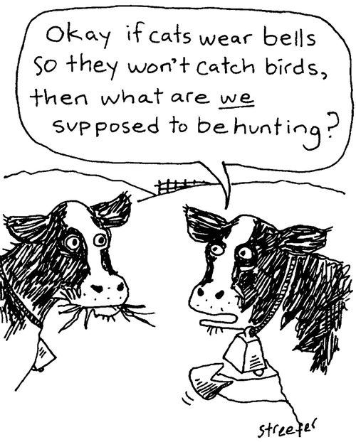 What are cows supposed to be hunting?