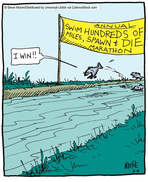 Annual Swim Hundreds of Miles, Spawn and Die Marathon.