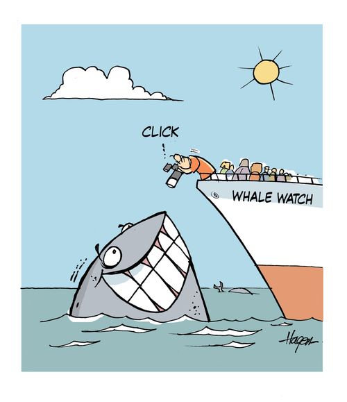 Whale smiling at camera.