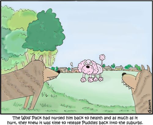 The wolf pack had nursed him back to health and as much as it hurt, they knew it was time to release Puddles back into the suburbs.