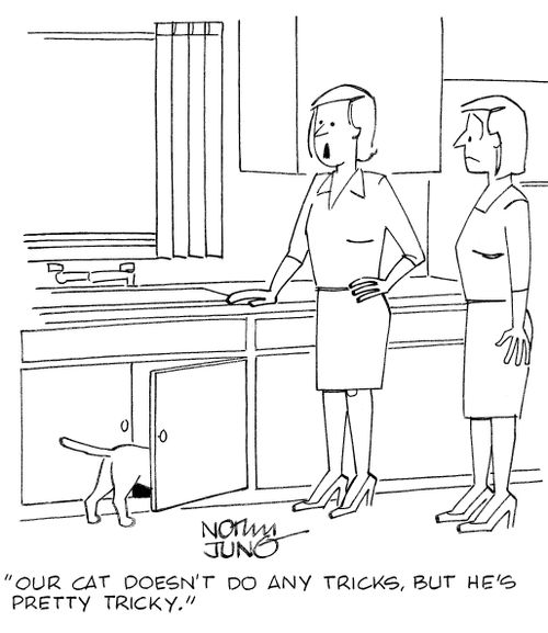 'Our cat doesn't do any tricks, but he's pretty tricky.'