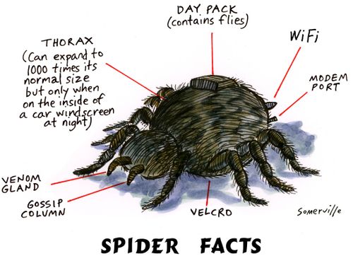Spider Facts.