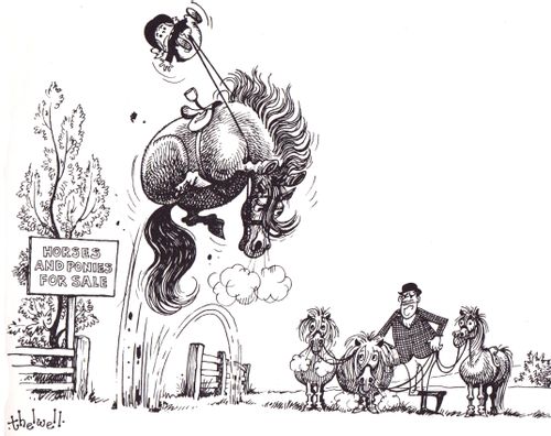 Horse and Ponies For Sale